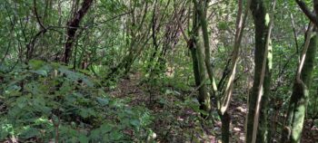 Old Farm Track - 2025 - © wainuiomata.net