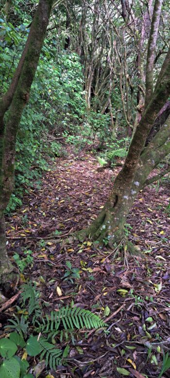Old Farm Track - 2025 - © wainuiomata.net