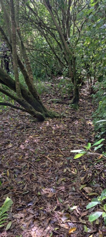 Old Farm Track - 2025 - © wainuiomata.net