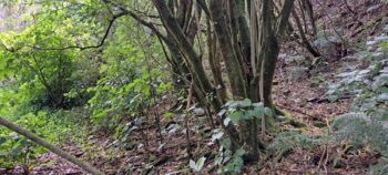 Old Farm Track - 2025 - © wainuiomata.net