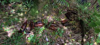 Brown Beer Bottles - 2025 - © wainuiomata.net