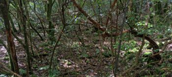 Old Farm Track - 2025 - © wainuiomata.net