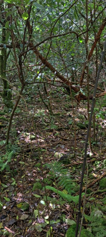 Old Farm Track - 2025 - © wainuiomata.net