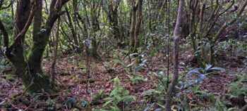 Old Farm Track - 2025 - © wainuiomata.net