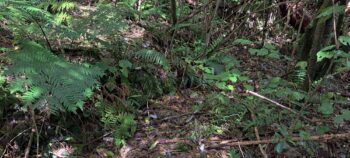 Old Farm Track - 2025 - © wainuiomata.net