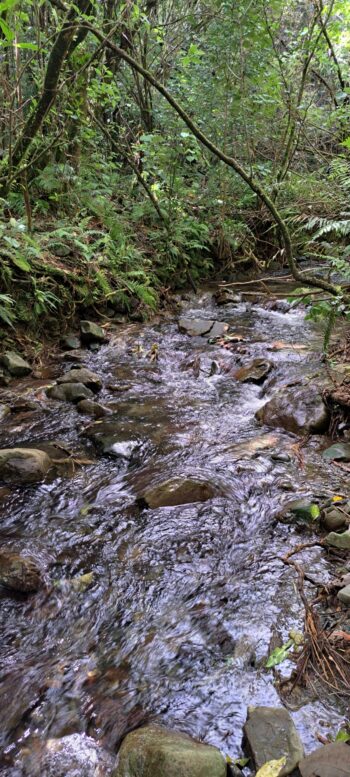 Nikau Creek - 2025 - © wainuiomata.net