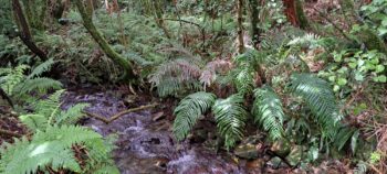 Nikau Creek - 2025 - © wainuiomata.net
