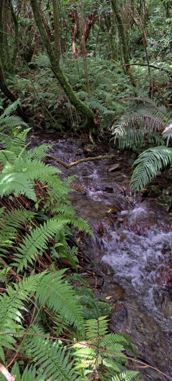 Nikau Creek - 2025 - © wainuiomata.net