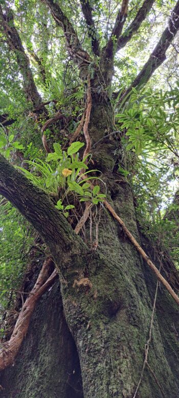 Large Tree - 2025 - © wainuiomata.net