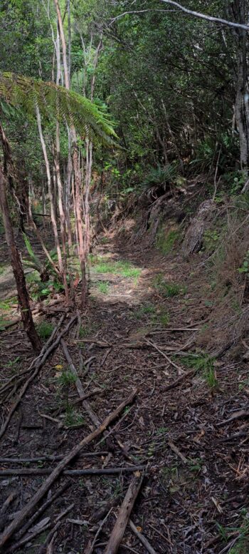 Old Farm Track - 2025 - © wainuiomata.net