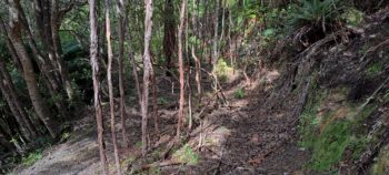 Old Farm Track - 2025 - © wainuiomata.net