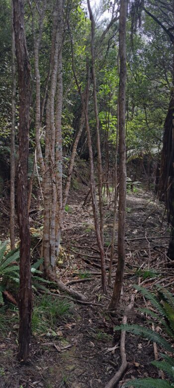 Old Farm Track - 2025 - © wainuiomata.net