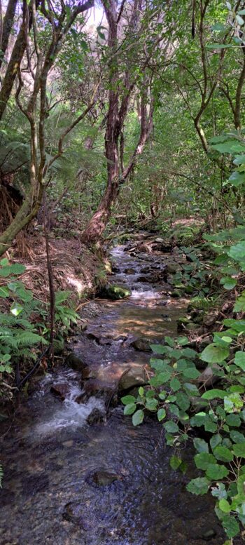 Nikau Creek - 2025 - © wainuiomata.net