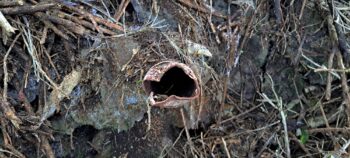 Possibly a scour pipe belonging to Venturi Meter House - 2025 - © wainuiomata.net