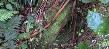 Brick and concrete slab likely belonging to Venturi Meter House - 2025 - © wainuiomata.net