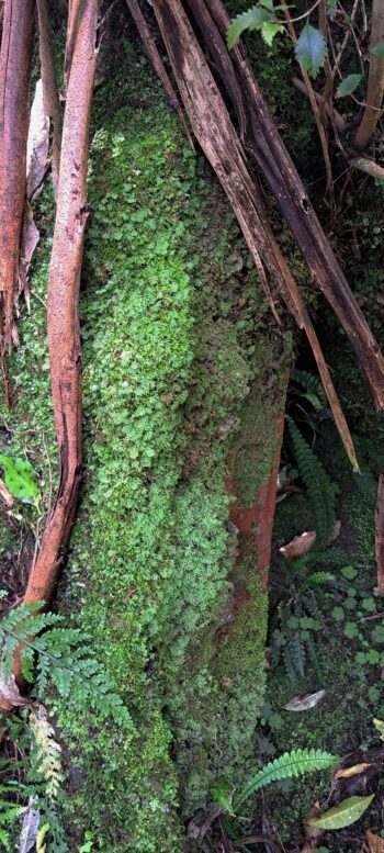 Brick and concrete slab likely belonging to Venturi Meter House - 2025 - © wainuiomata.net