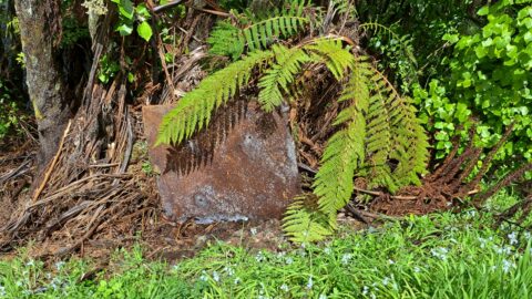Unburied old steel plate located at the Venturi Meter House site - 2025 - © wainuiomata.net