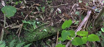 Brick and concrete slab likely belonging to Venturi Meter House - 2025 - © wainuiomata.net