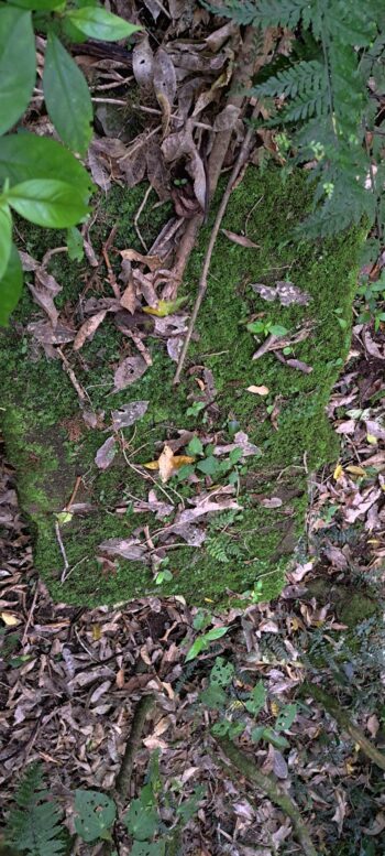Brick and concrete slab likely belonging to Venturi Meter House - 2025 - © wainuiomata.net