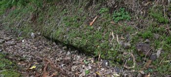 Water Race edge on Reservoir Road - 2025 - © wainuiomata.net