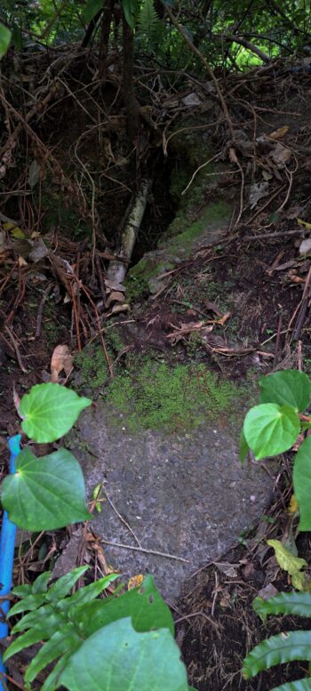 Exposed pipe from O-K Pipe Venturi Meter House - 2025 - © wainuiomata.net