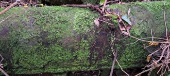 Abandoned O-K Pipe section - 2025 - © wainuiomata.net