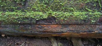 Looking underneath the abandoned O-K Pipe section - 2025 - © wainuiomata.net