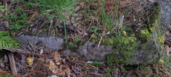 Section of the water race next to Reservoir Road - 2025 - © wainuiomata.net