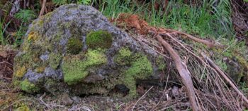 Section of the water race next to Reservoir Road - 2025 - © wainuiomata.net
