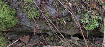 Section of the water race next to Reservoir Road - 2025 - © wainuiomata.net
