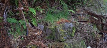Section of the water race next to Reservoir Road - 2025 - © wainuiomata.net