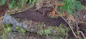 Section of the water race next to Reservoir Road - 2025 - © wainuiomata.net