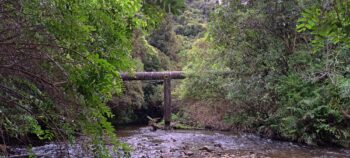 Orongorongo Pipeline - 2025 - © wainuiomata.net