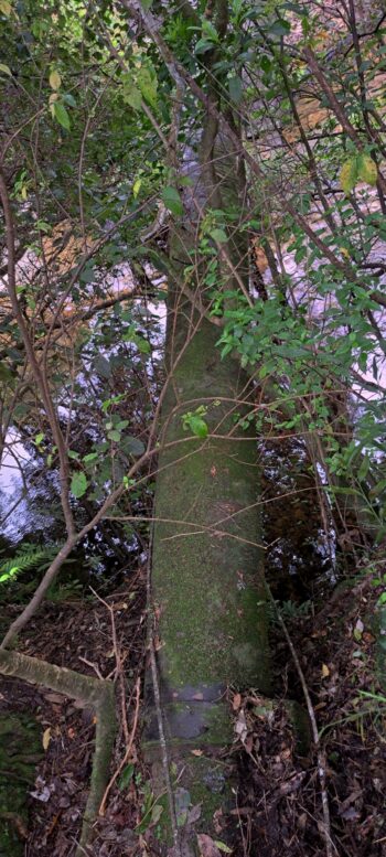 Orongorongo Pipeline - 2025 - © wainuiomata.net
