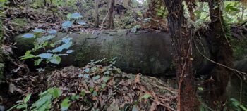 Morton Pipeline - 2025 - © wainuiomata.net