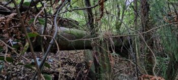 Morton Pipeline - 2025 - © wainuiomata.net