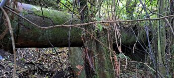 Morton Pipeline - 2025 - © wainuiomata.net