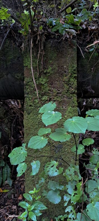 Morton Pipeline - 2025 - © wainuiomata.net