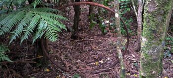 Old cartwheel - 2025 - © wainuiomata.net