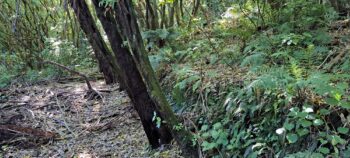 Link track to Water Race Track - 2025 - © wainuiomata.net
