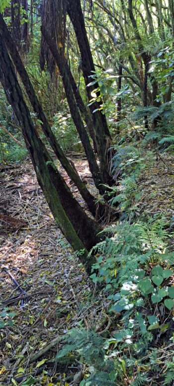 Link track to Water Race Track - 2025 - © wainuiomata.net