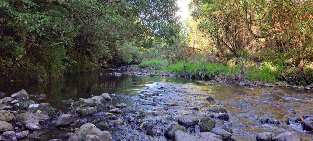 Ducks on the Wainuiomata River - 2025 - © wainuiomata.net