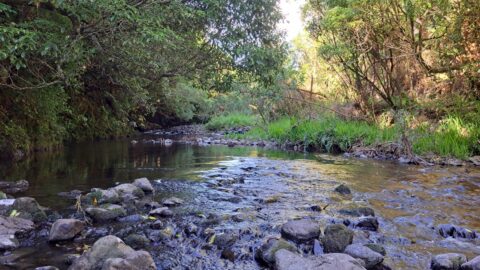 Ducks on the Wainuiomata River - 2025 - © wainuiomata.net