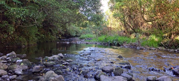 Ducks on the Wainuiomata River - 2025 - © wainuiomata.net