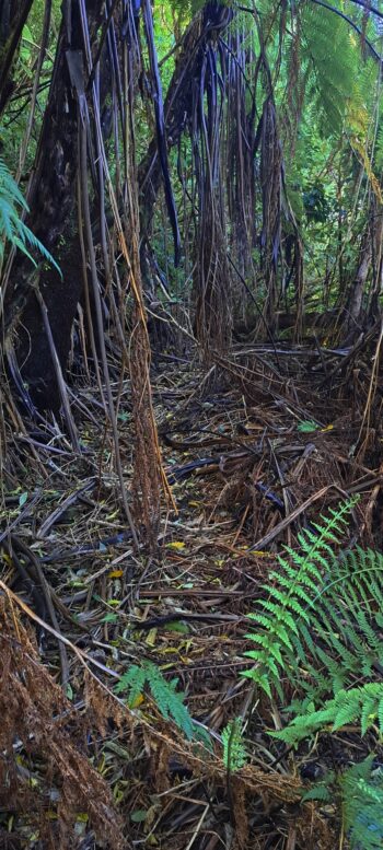Water Race Link Track - 2025 - © wainuiomata.net