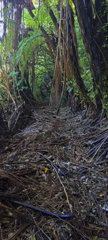 Water Race Link Track - 2025 - © wainuiomata.net