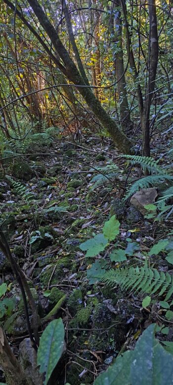 Water Race Track - 2025 - © wainuiomata.net