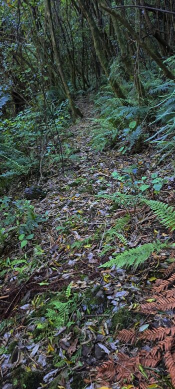 Water Race Track - 2025 - © wainuiomata.net