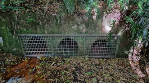 Relief tunnels / sluice pipes through the old dam next to tunnel - 2024 - © wainuiomata.net