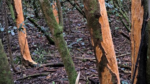 Damaged trees- 2024 - © wainuiomata.net
